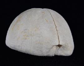 Hemipneustes striatoradiatus (LESKE 1778) - Bild © FossNet FossilienStore